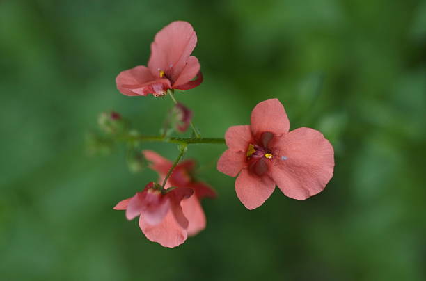 Amapola de California - foto de stock