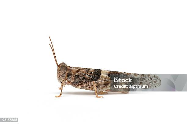 Foto de Grasshopper e mais fotos de stock de Branco - Branco, Figura para recortar, Fotografia - Imagem