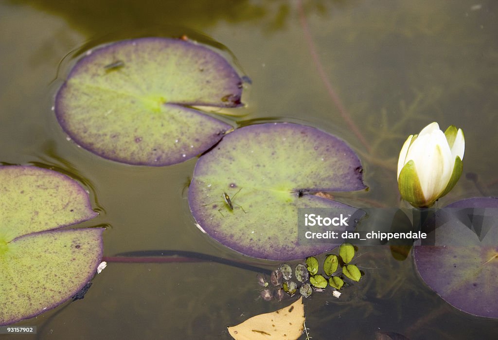 池に棲む生物 - カラー画像のロイヤリティフリーストックフォト