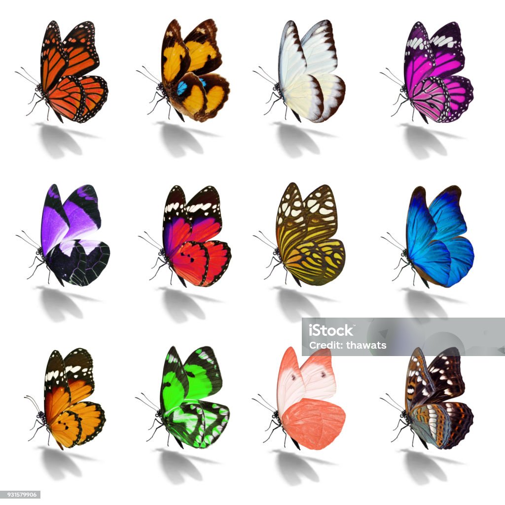 Beautiful Butterfly Collection Stock Photo - Download Image Now ...