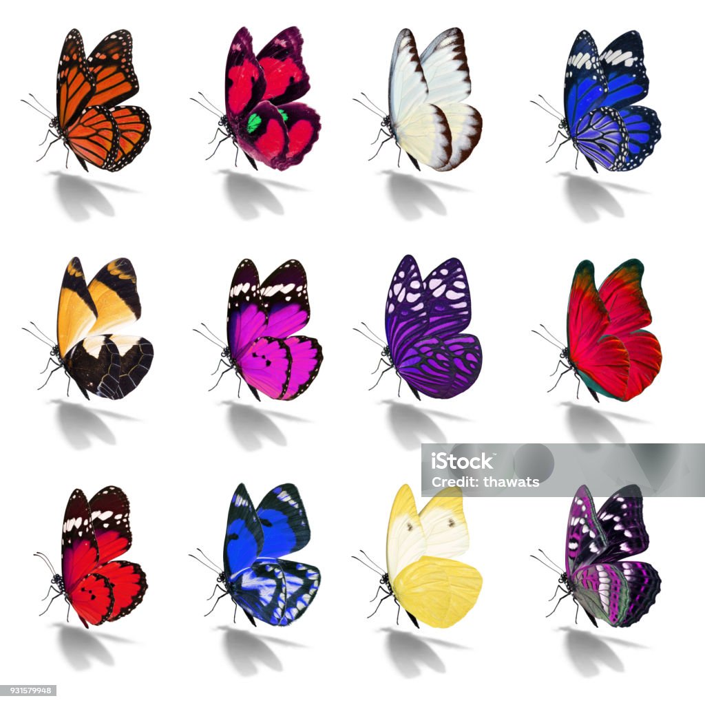 Beautiful  butterfly collection Beautiful  butterfly collection isolated on white background Animal Stock Photo