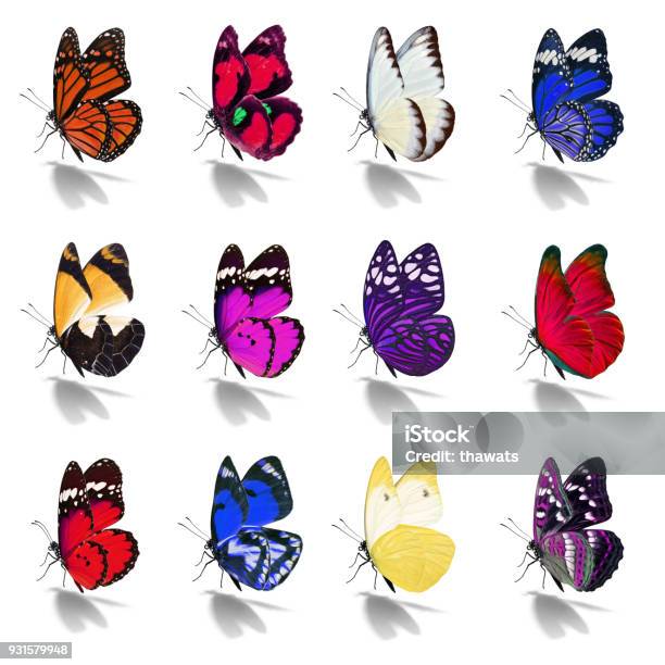 Beautiful Butterfly Collection Stock Photo - Download Image Now - Animal, Animal Body Part, Animal Migration