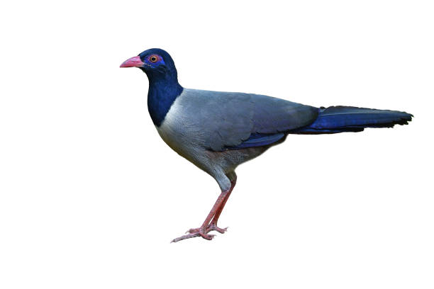 istock Coral-billed Ground Cuckoo Bird 931580078