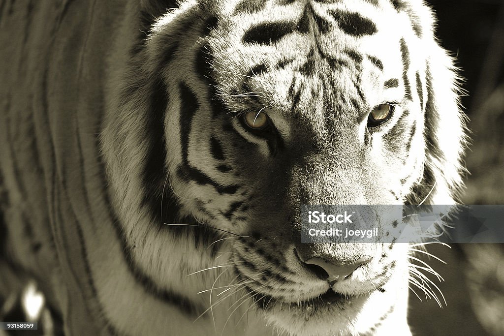 Occhio di tigre - Foto stock royalty-free di Ambientazione esterna