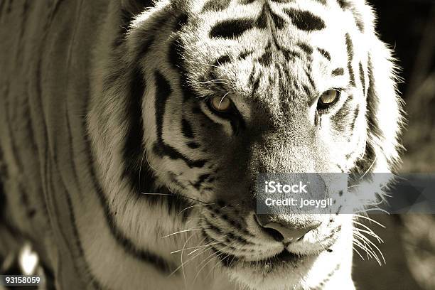 Occhio Di Tigre - Fotografie stock e altre immagini di Ambientazione esterna - Ambientazione esterna, Animale, Baffo - Parte del corpo animale