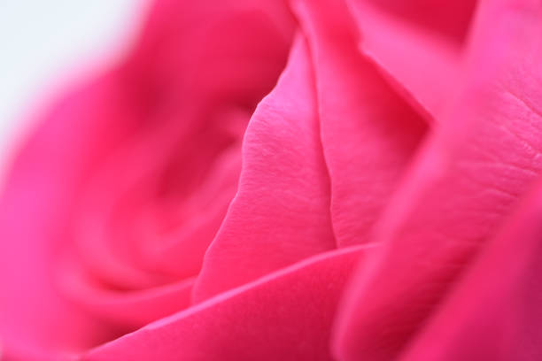 istock Closeup background flower pink rose 931583730