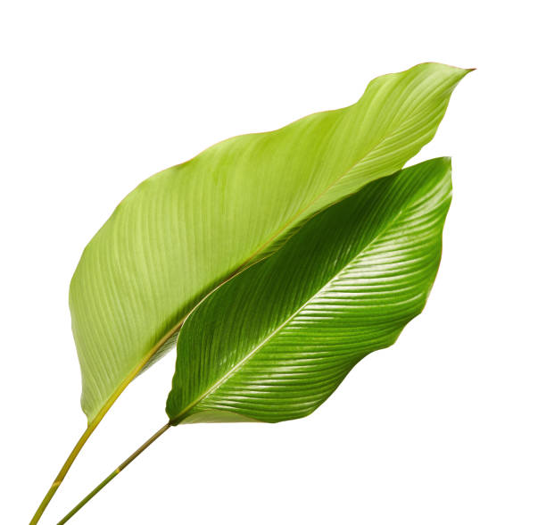 istock Calathea foliage, Exotic tropical leaf, Large green leaf, isolated on white background with clipping path 931583882