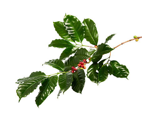 Rojo café en una rama de cafeto con hojas, maduro y granos de café verdes aisladas sobre fondo blanco con trazado de recorte photo