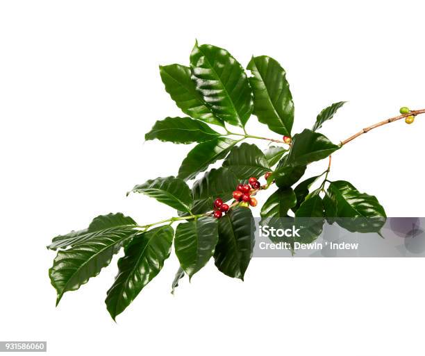 Red Coffee Beans On A Branch Of Coffee Tree With Leaves Ripe And Unripe Coffee Beans Isolated On White Background With Clipping Path Stock Photo - Download Image Now