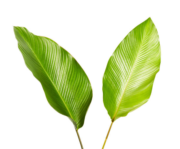 istock Calathea foliage, Exotic tropical leaf, Large green leaf, isolated on white background with clipping path 931586062