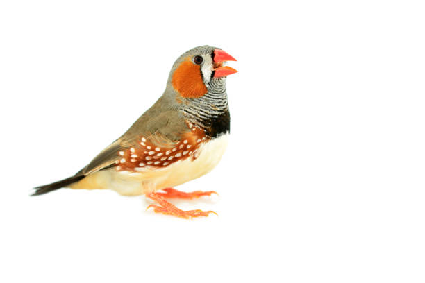 Zebra Finch Bird Beautiful bird, Zebra Finch isolated on white background. zebra finch stock pictures, royalty-free photos & images