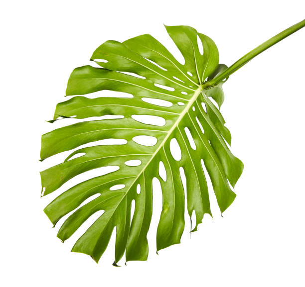 monstera deliciosa 잎 또는 스위스 치즈 공장, 열 대 경 엽 클리핑 경로와 흰색 배경에 고립 - mexico close up frond nature 뉴스 사진 이미지