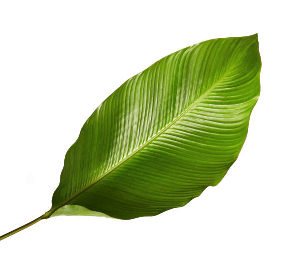 istock Calathea foliage, Exotic tropical leaf, Large green leaf, isolated on white background with clipping path 931586728