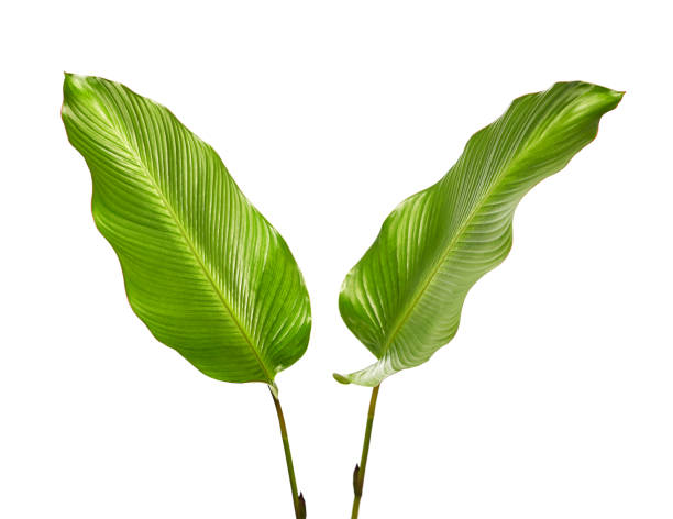 istock Calathea foliage, Exotic tropical leaf, Large green leaf, isolated on white background with clipping path 931586868