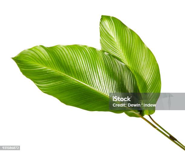 Calathea Laub Exotische Tropische Blatt Große Grüne Blatt Isoliert Auf Weißem Hintergrund Mit Clippingpfad Stockfoto und mehr Bilder von Blatt - Pflanzenbestandteile