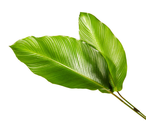 Calathea foliage, Exotic tropical leaf, Large green leaf, isolated on white background with clipping path