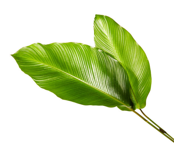 Calathea foliage, Exotic tropical leaf, Large green leaf, isolated on white background with clipping path Calathea foliage, Exotic tropical leaf, Large green leaf, isolated on white background with clipping path calathea photos stock pictures, royalty-free photos & images