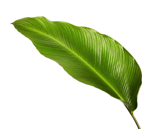 istock Calathea foliage, Exotic tropical leaf, Large green leaf, isolated on white background with clipping path 931586884