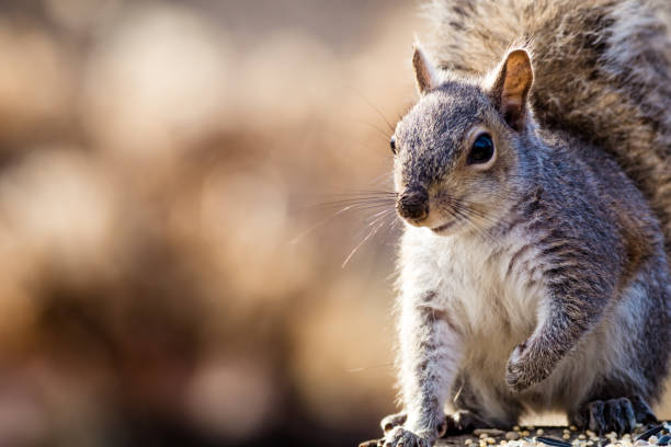 istock Eastern Gray Squirrel looks happy and cute in beautiful afternoon light 931586958