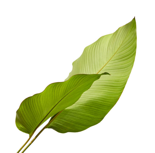 istock Calathea foliage, Exotic tropical leaf, Large green leaf, isolated on white background with clipping path 931587002