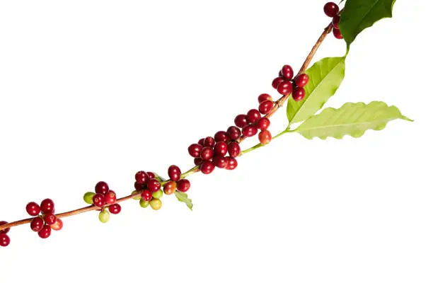 Photo of Red coffee beans on a branch of coffee tree with leaves, Ripe and unripe coffee beans isolated on white background with clipping path