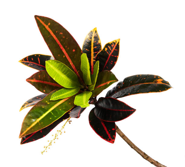 istock Codiaeum variegatum (garden croton or variegated croton) foliage with flowers, Croton leaves on branch isolated on white background with clipping path 931587174