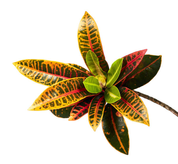 istock Codiaeum variegatum (garden croton or variegated croton) foliage with flowers, Croton leaves on branch isolated on white background with clipping path 931587192