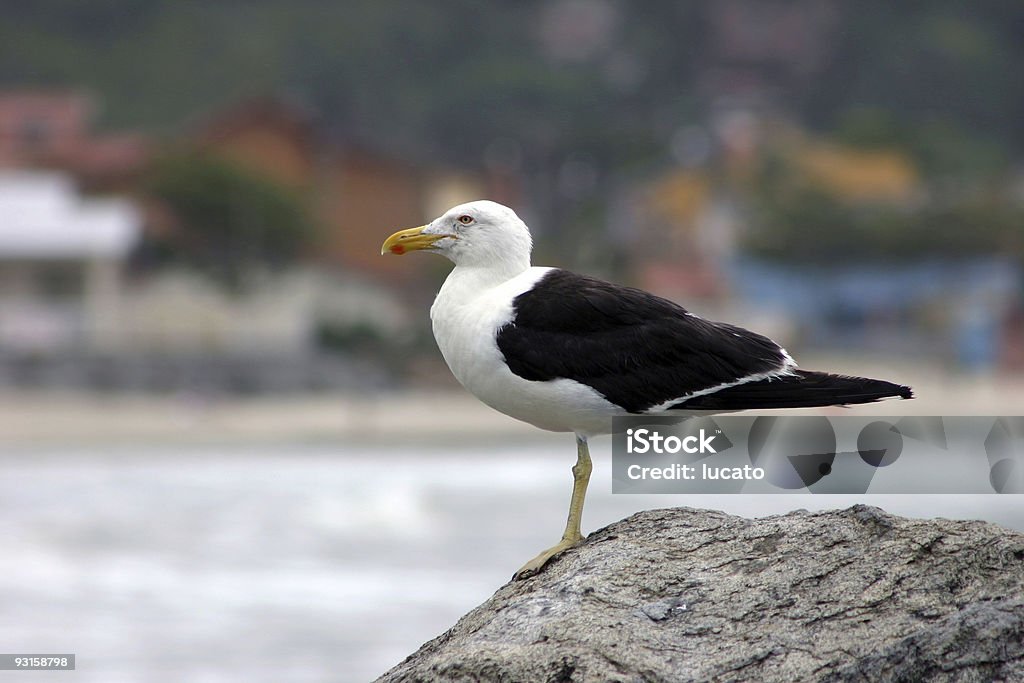 Gaviota en la roca - Foto de stock de Agua libre de derechos