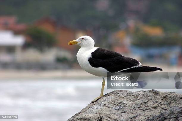 Gaviota En La Roca Foto de stock y más banco de imágenes de Agua - Agua, Aire libre, Borde del agua