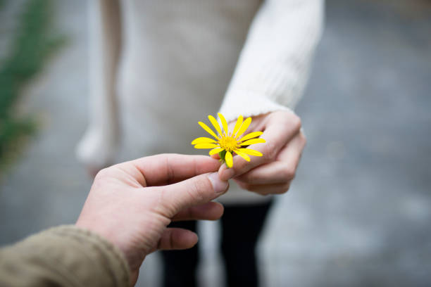 parejas de la mano sobre la flor amarilla - una sola flor fotografías e imágenes de stock