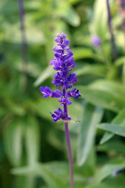 istock Wildflowers - Mealy Blue Sage 93159119