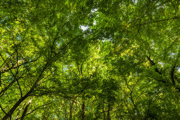 istock Bright sunlight shines through the green forest trees 931591364