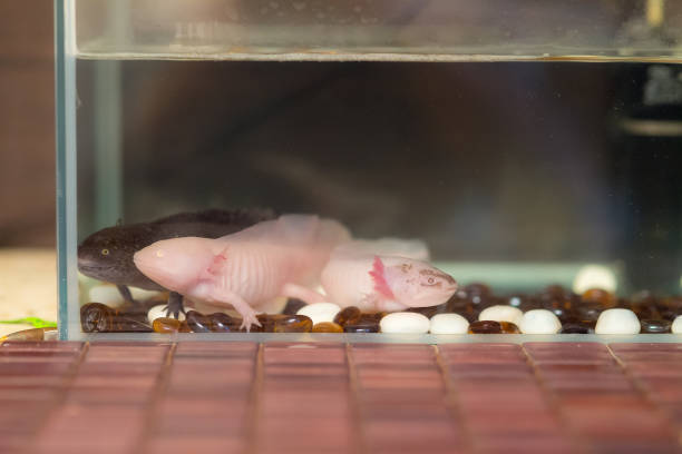 istock aquarium with three domestic axolotls 931591508