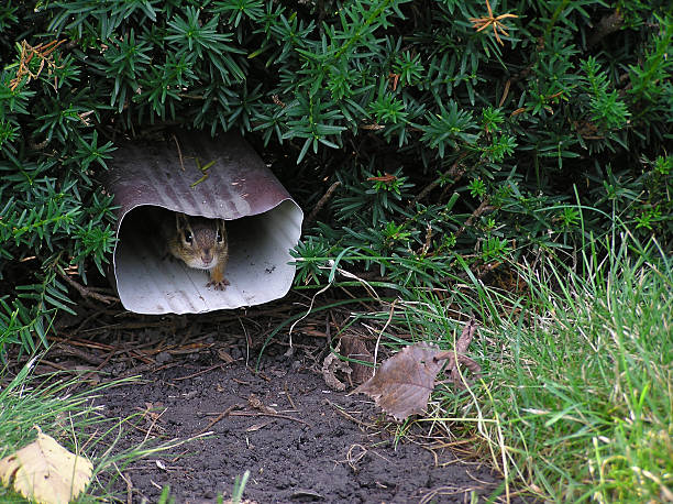 Chipmunk in Gutter stock photo