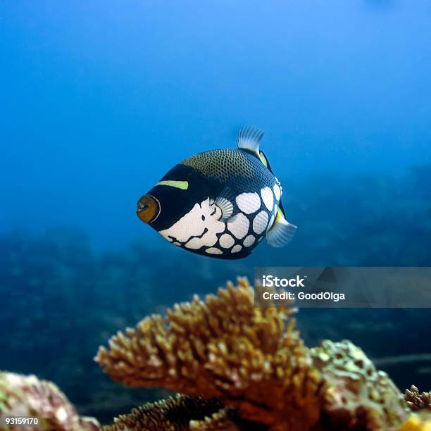 熱帯魚 Coors Field - モンガラカワハギのストックフォトや画像を多数ご用意 - モンガラカワハギ, インド太平洋, インド洋
