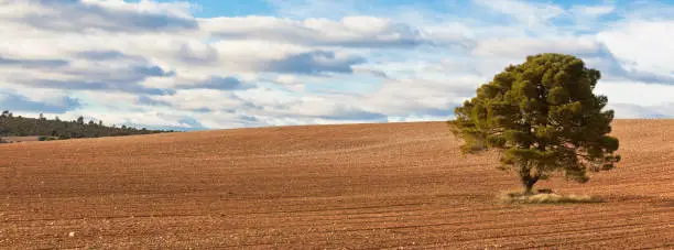 Lonely tree against blue sky with clouds and cultivated field. Long wide banner