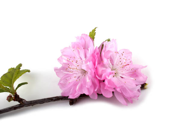 istock Cherry flowers isolated on white background 931592322