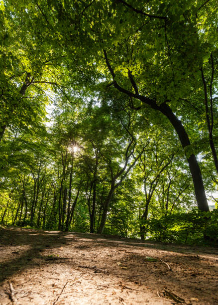 istock Sunset forest trees sunlight in nature summer landscape 931592356