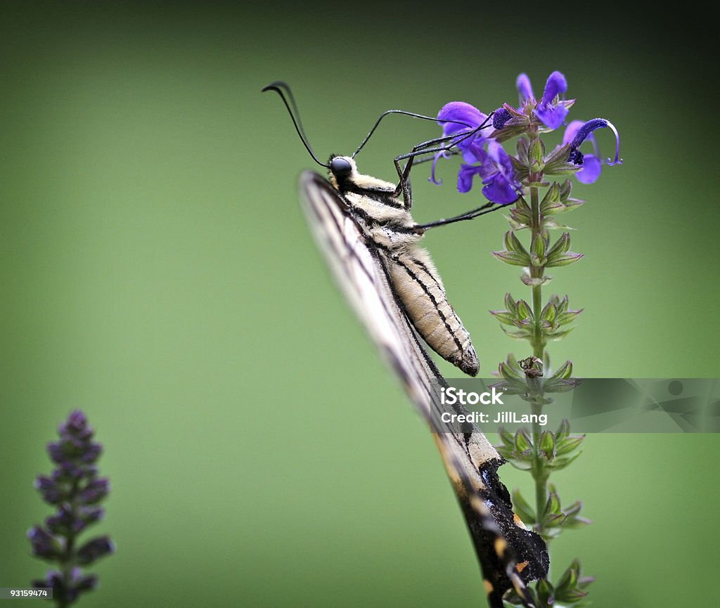 Borboleta cauda de andorinha - Royalty-free Amarelo Foto de stock