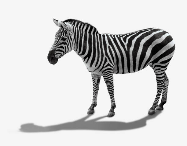 istock zebra side view. Isolated on white background. the striped zebra 931594984