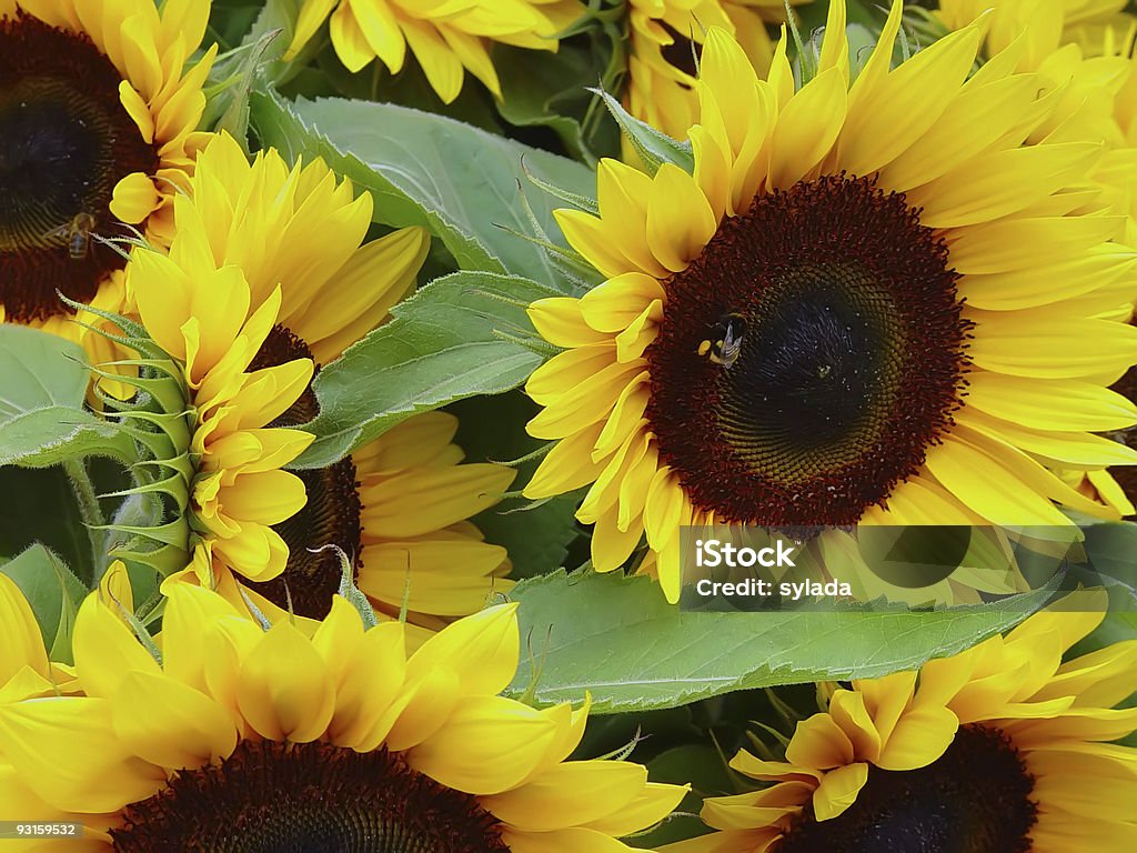 sonflowers sunflowers and bee Backgrounds Stock Photo