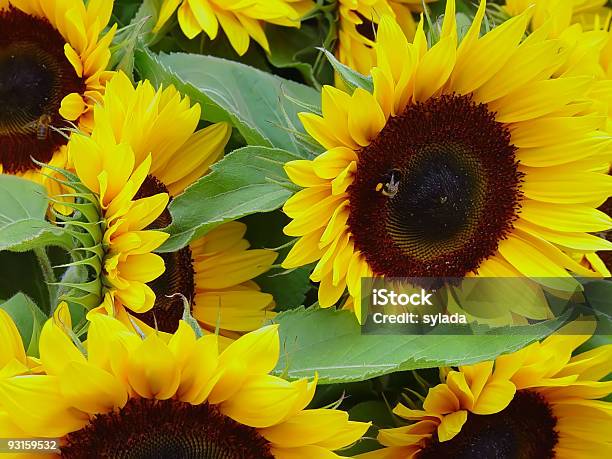 Sonflowers Stock Photo - Download Image Now - Backgrounds, Bee, Botany