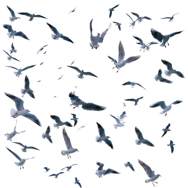 istock collection of seagulls in flight. sea birds. 931595604