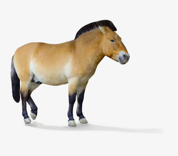 istock Przewalski's horse. 931595850