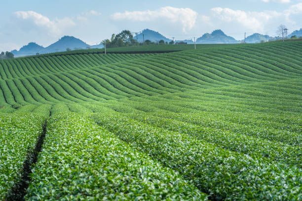 istock Tea plantation landscape on clear day. Tea farm with blue sky and white clouds. 931595932