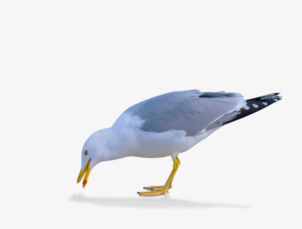 istock sea gull standing on his feet. 931596064