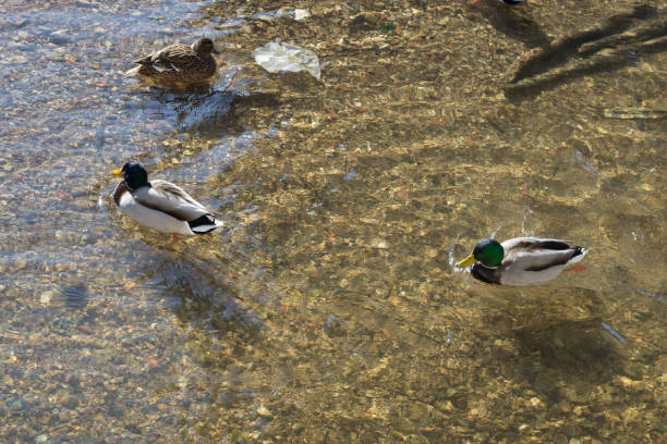 istock swimming duck in winter sunshine river 931596138