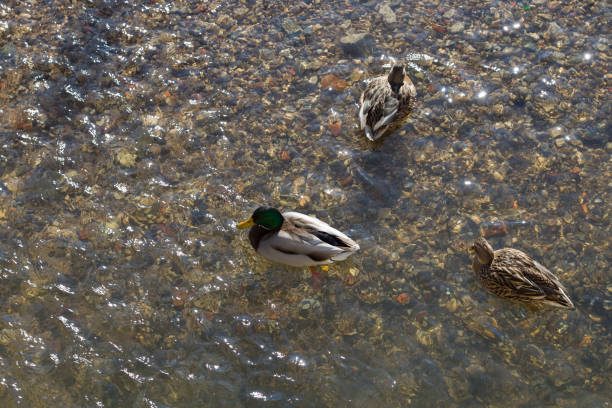 istock swimming duck in winter sunshine river 931596216