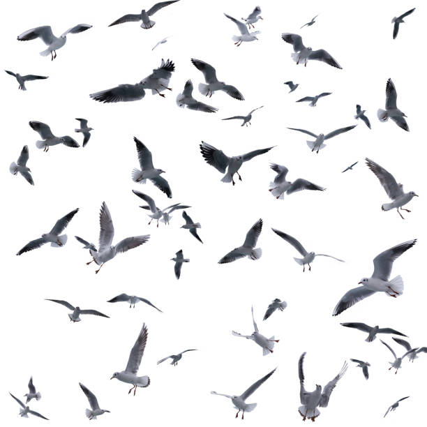 istock collection of seagulls in flight. sea birds. 931596256