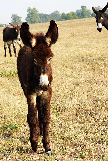 propozycja - donkey mule large grazing zdjęcia i obrazy z banku zdjęć